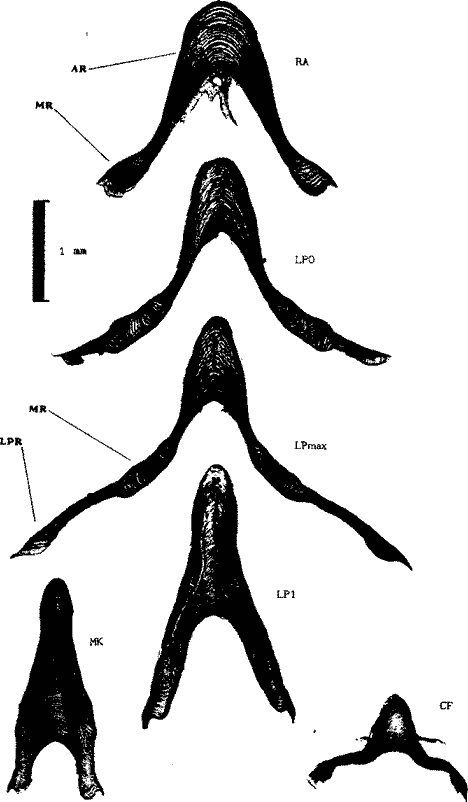Gladius of Onychoteuthis banksi banksi [Leach, 1817] (mature female, DML 9,9 cm)