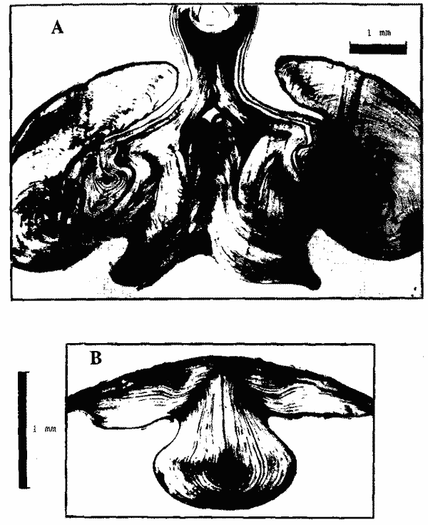 Sthenoteuthis oualaniensis; конфигурация слоев нарастания на поперечных срезах гладиуса Sthenoteuthis oualaniensis; конфигурация слоев нарастания на поперечных срезах гладиуса