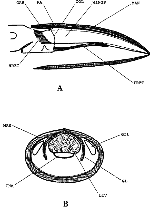 Thysanoteuthis rhombus; взаимоотношение гладиуса и мягкого тела кальмара