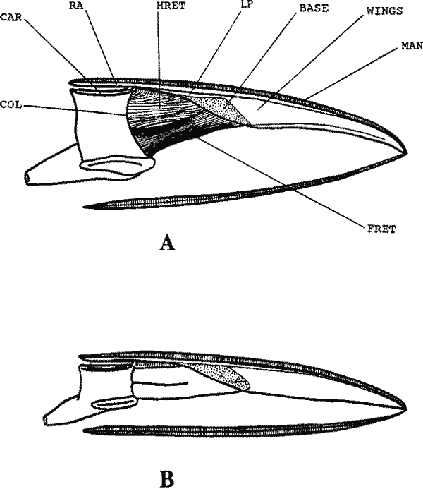 Взаимоотношение гладиуса и мягкого тела миопсидных кальмаров (продольная схема) Взаимоотношение гладиуса и мягкого тела миопсидных кальмаров (продольная схема)