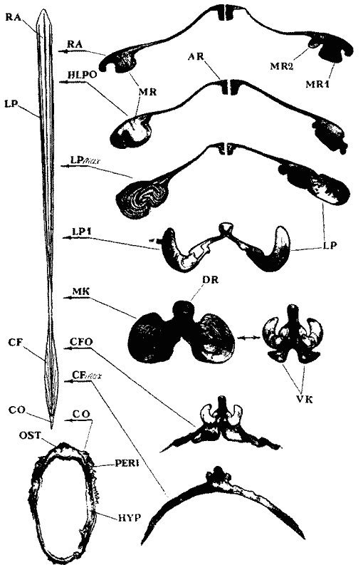 Строение гладиуса оммастрефид; внешний вид гладиуса с вентральной стороны и поперечные срезы Строение гладиуса оммастрефид; внешний вид гладиуса с вентральной стороны и поперечные срезы