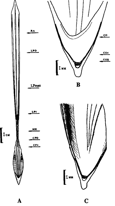 Todaropsis eblanae; внешняя морфология гладиуса Todaropsis eblanae; внешняя морфология гладиуса