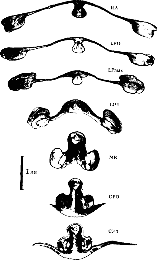 Todaropsis eblanae (экземпляр тот же); внутреннее строение гладиуса (поперечные срезы)