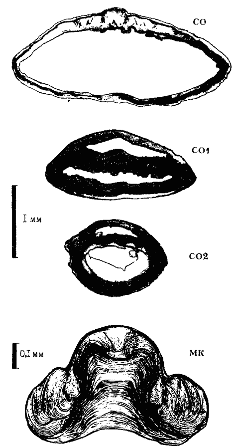 Todaropsos eblanae-, внутреннее строение конуса Todaropsos eblanae-, внутреннее строение конуса