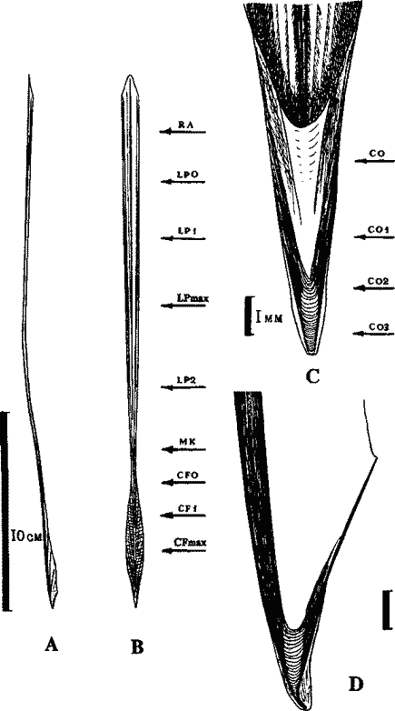 Строение гладиуса Illex argentinus Строение гладиуса Illex argentinus