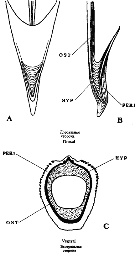 Схема строения конуса в отр, Teuthida Схема строения конуса в отр, Teuthida