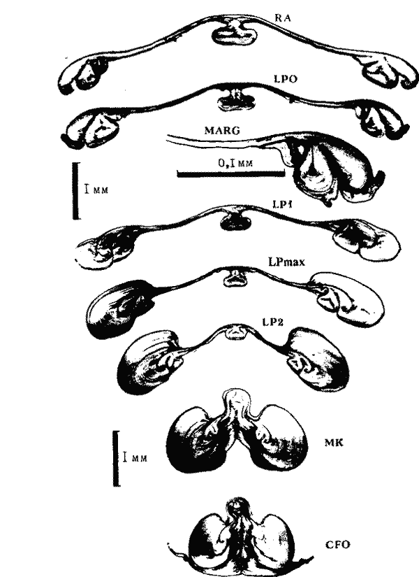 Внутреннее строение гладиуса Illex argentlnus
