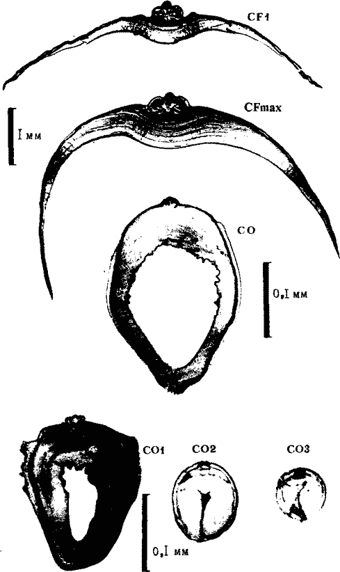 Illex argentinus (экземпляр тот же); поперечные срезы конуса