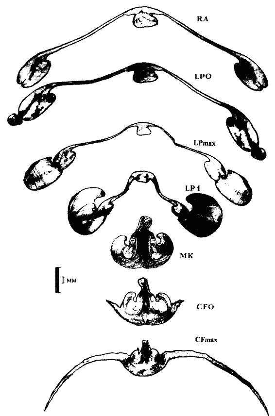 Todarodes pacificus (экземпляр тот же); внутреннее строение гладиуса (поперечные срезы) Todarodes pacificus (экземпляр тот же); внутреннее строение гладиуса (поперечные срезы)
