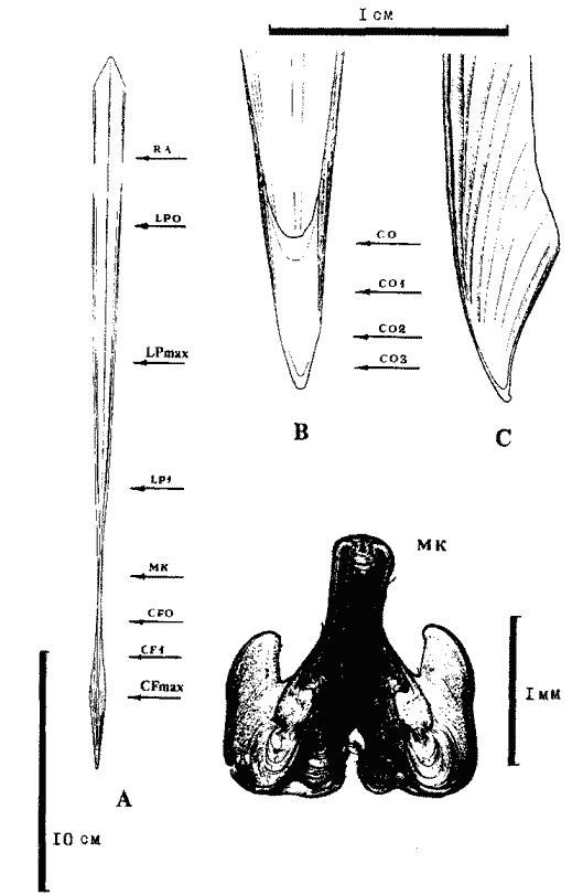 Строение гладиуса Todarodes saglttatus Строение гладиуса Todarodes saglttatus