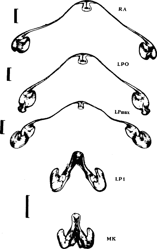 Внутреннее строение гладиуса Todarodes sagittatus Внутреннее строение гладиуса Todarodes sagittatus
