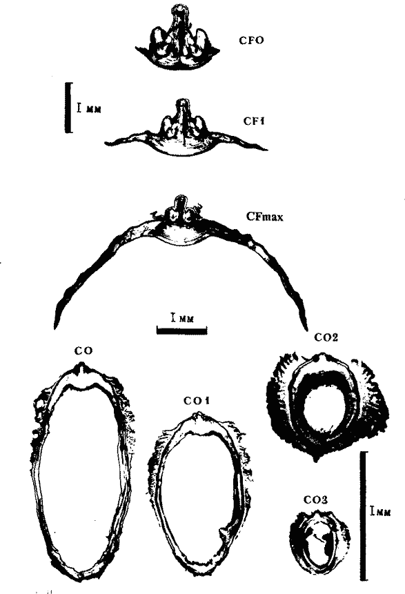 Внутреннее строение гладиуса Todarodes sagittatus Внутреннее строение гладиуса Todarodes sagittatus