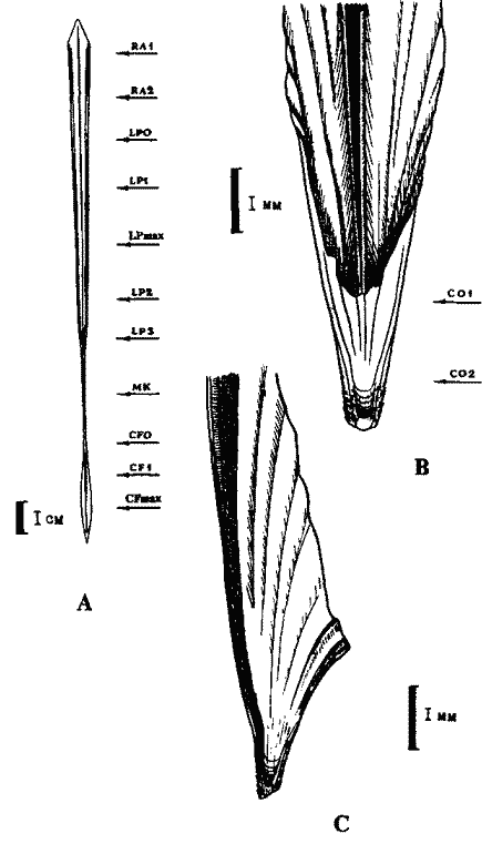 Строение гладиуса Todarodes (ilippovae (созревающий самец IV стадии, длина мантии 18,0 см) Строение гладиуса Todarodes (ilippovae (созревающий самец IV стадии, длина мантии 18,0 см)