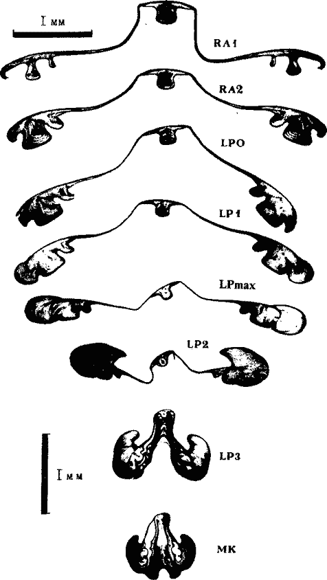 Внутреннее строение гладиуса Todarodes filippovae Внутреннее строение гладиуса Todarodes filippovae