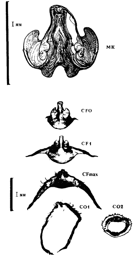 Внутреннее строение гладиуса Todarodes filippovae Внутреннее строение гладиуса Todarodes filippovae