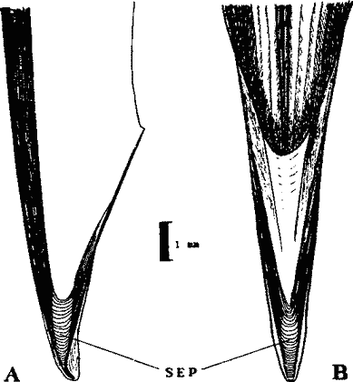Illex argentinus
