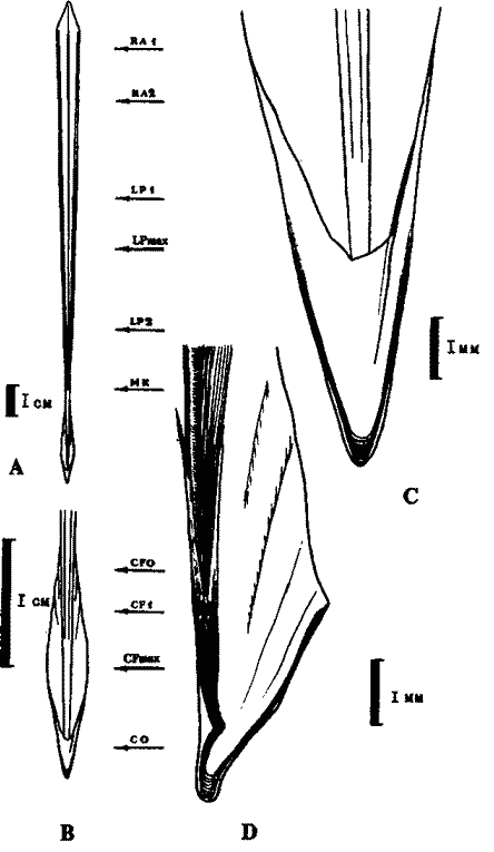 Строение гладиуса Martialia hyadesi (нагульная самка III стадии, длина мантии 27,5 см) Строение гладиуса Martialia hyadesi (нагульная самка III стадии, длина мантии 27,5 см)