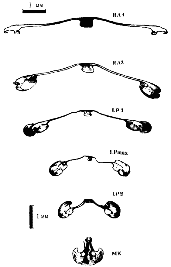 Martialia hyadesi (экземпляр тот же); внутреннее строение гладиуса (поперечные срезы) Martialia hyadesi (экземпляр тот же); внутреннее строение гладиуса (поперечные срезы)