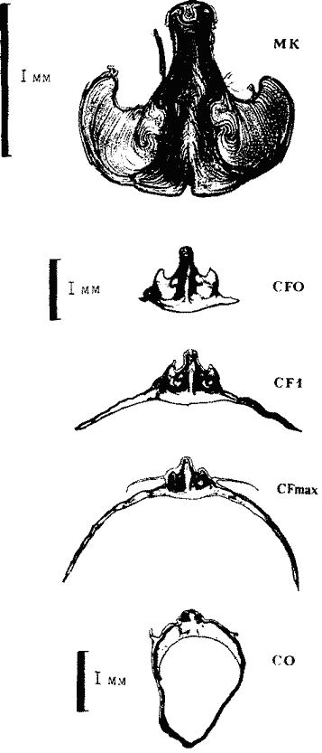 Внутреннее строение гладиуса Martialia hyadesi (экземпляр тот же) Внутреннее строение гладиуса Martialia hyadesi (экземпляр тот же)