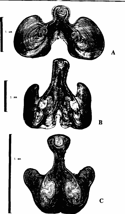Строение стебля оммастрефид (поперечные срезы) Строение стебля оммастрефид (поперечные срезы)