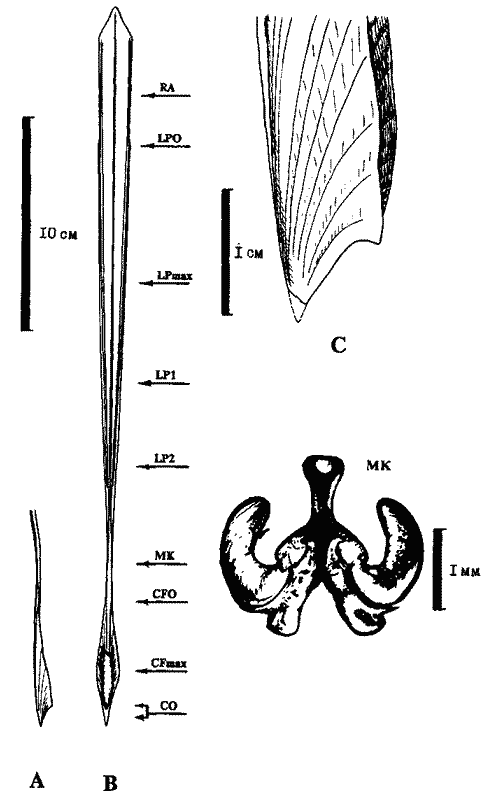 Строение гладиуса Dosidicus gigas Строение гладиуса Dosidicus gigas