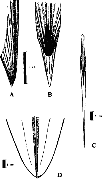 Вариации строения конуса кальмаров Вариации строения конуса кальмаров
