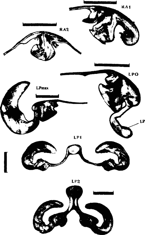 Внутреннее строение гладиуса Dosidicus gigas Внутреннее строение гладиуса Dosidicus gigas