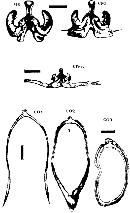 Внутреннее строение гладиуса Dosidicus gigas Внутреннее строение гладиуса Dosidicus gigas