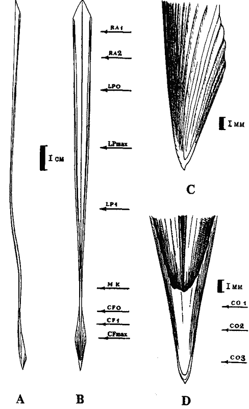 Внешнее строение гладиуса Ommastrephes bartrami Внешнее строение гладиуса Ommastrephes bartrami
