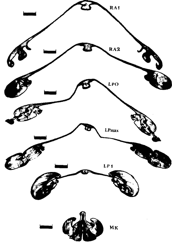 Ommastrephes bartrami (экземпляр тот же); внутреннее строение гладиуса (поперечные срезы) Ommastrephes bartrami (экземпляр тот же); внутреннее строение гладиуса (поперечные срезы)