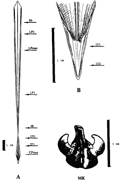 Строение гладиуса Sthenoteuthis pteropus Строение гладиуса Sthenoteuthis pteropus