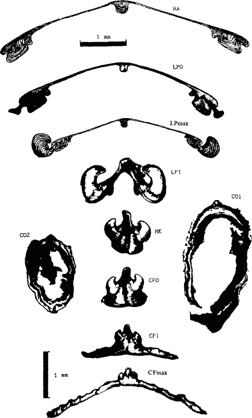 Sthenoteuthis pteropus (экземпляр тот же); внутреннее строение гладиуса (поперечные срезы) Sthenoteuthis pteropus (экземпляр тот же); внутреннее строение гладиуса (поперечные срезы)