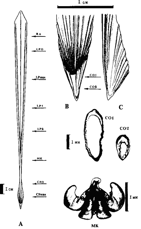 Строение гладиуса Sthenoteuthis oualaniensis из района Перуанского апвеллинга Строение гладиуса Sthenoteuthis oualaniensis из района Перуанского апвеллинга