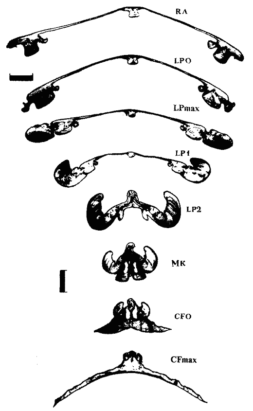 Внутреннее строение гладиуса Sthenoteuthis oualaniensis Внутреннее строение гладиуса Sthenoteuthis oualaniensis