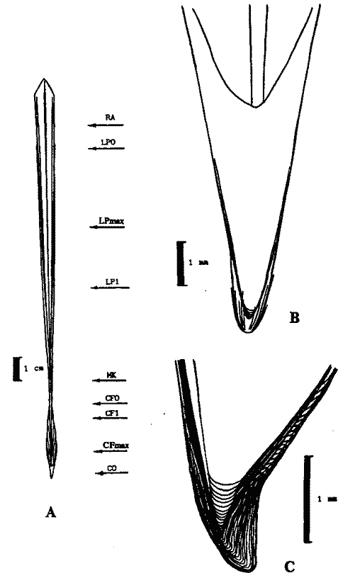 Внешнее строение гладиуса Eucleoteuthis luminosa Внешнее строение гладиуса Eucleoteuthis luminosa