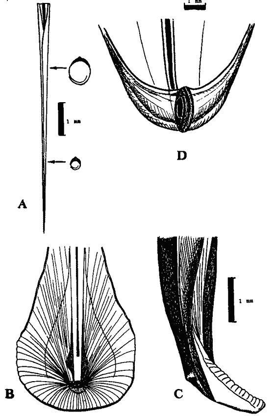 Модификации конуса кальмаров Модификации конуса кальмаров