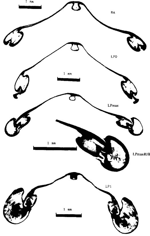 Внутреннее строение гладиуса Eucleoteuthis luminosa Внутреннее строение гладиуса Eucleoteuthis luminosa