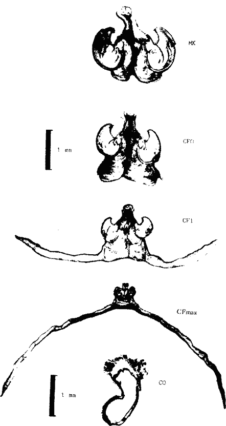 Внутреннее строение гладиуса Eucleoteuthis luminosa Внутреннее строение гладиуса Eucleoteuthis luminosa