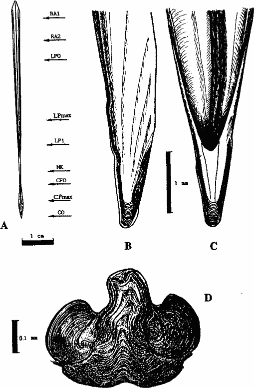 Строение гладиуса Hyaloteuthis pelagica