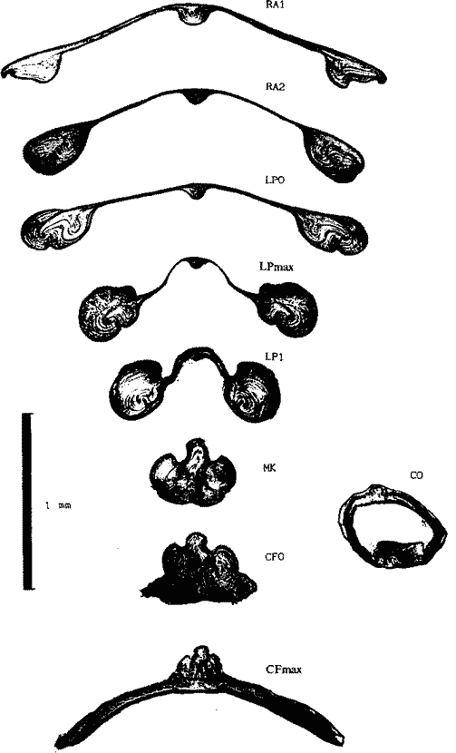 Внутреннее строение гладиуса Hyaloteuthis pelagica Внутреннее строение гладиуса Hyaloteuthis pelagica