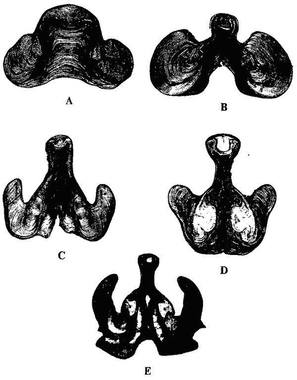 Поперечные срезы стебля в сем. Ommastrephidae Поперечные срезы стебля в сем. Ommastrephidae