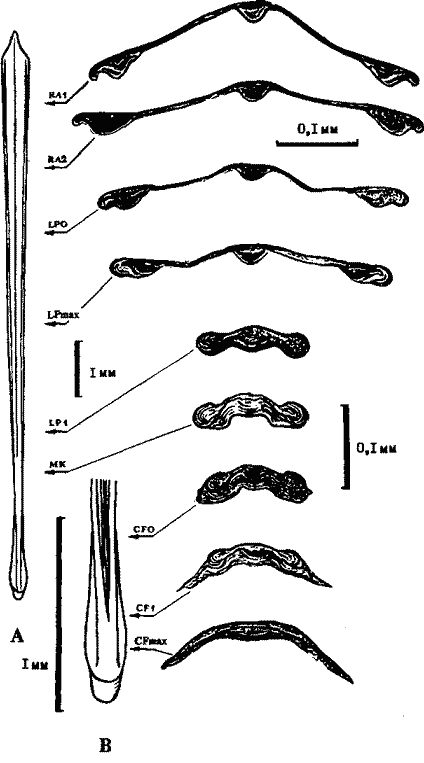 Sthenoteuthis oualaniensis (красноморско-аравийская группировка)
