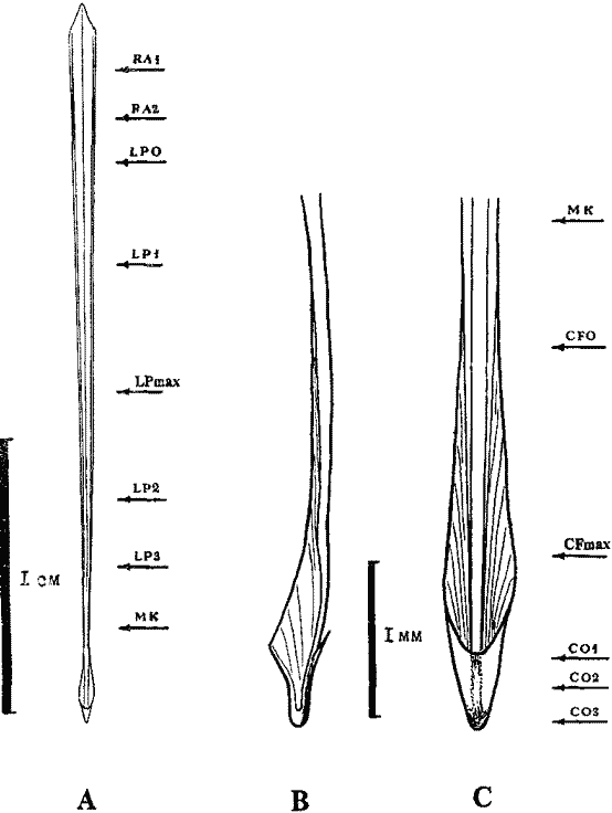 Гладиус незрелой самки Sthenoteuthis oualaniensis красноморско-аравнйской группировки Гладиус незрелой самки Sthenoteuthis oualaniensis красноморско-аравнйской группировки