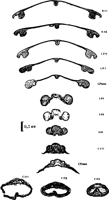 Внутреннее строение гладиуса Sthenoteuthis oualaniensis на II стадии его онтогенеза Внутреннее строение гладиуса Sthenoteuthis oualaniensis на II стадии его онтогенеза