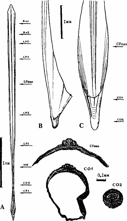 Гладиус самки Sthenoteuthis ouaianiensis красноморско-аравийской группировки