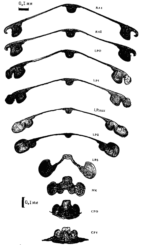 Sthenoteuthis oualaniensis (экземпляр тот же); поперечные срезы гладиуса на III стадии его онтогенеза Sthenoteuthis oualaniensis (экземпляр тот же); поперечные срезы гладиуса на III стадии его онтогенеза