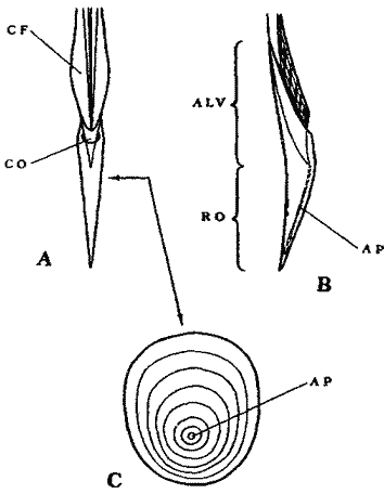 Схема строения округлого (гипотетического) рострума кальмаров