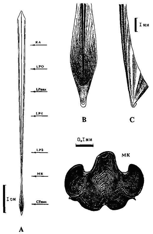 Гладиус самца Sthenoteuthis oualaniensis красноморско-аравийской группировки Гладиус самца Sthenoteuthis oualaniensis красноморско-аравийской группировки