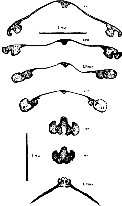Sthenoteuthis oualaniensis (экземпляр тот же; IV стадия онтогенеза гладиуса) Sthenoteuthis oualaniensis (экземпляр тот же; IV стадия онтогенеза гладиуса)