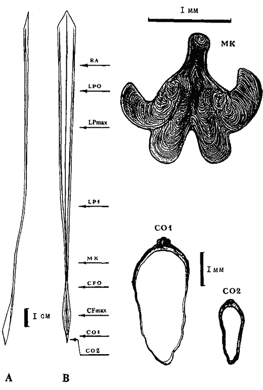 Гладиус самки Sthenoteuthis oualaniensis красноморско-аравийской группировки Гладиус самки Sthenoteuthis oualaniensis красноморско-аравийской группировки